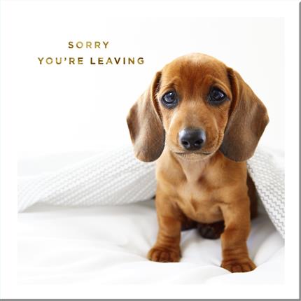 Sorry your leaving - Hallmark